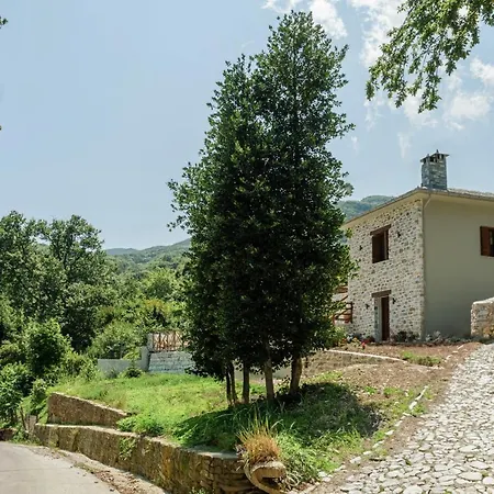 Holly Tree - Pelion * ツァガラダ